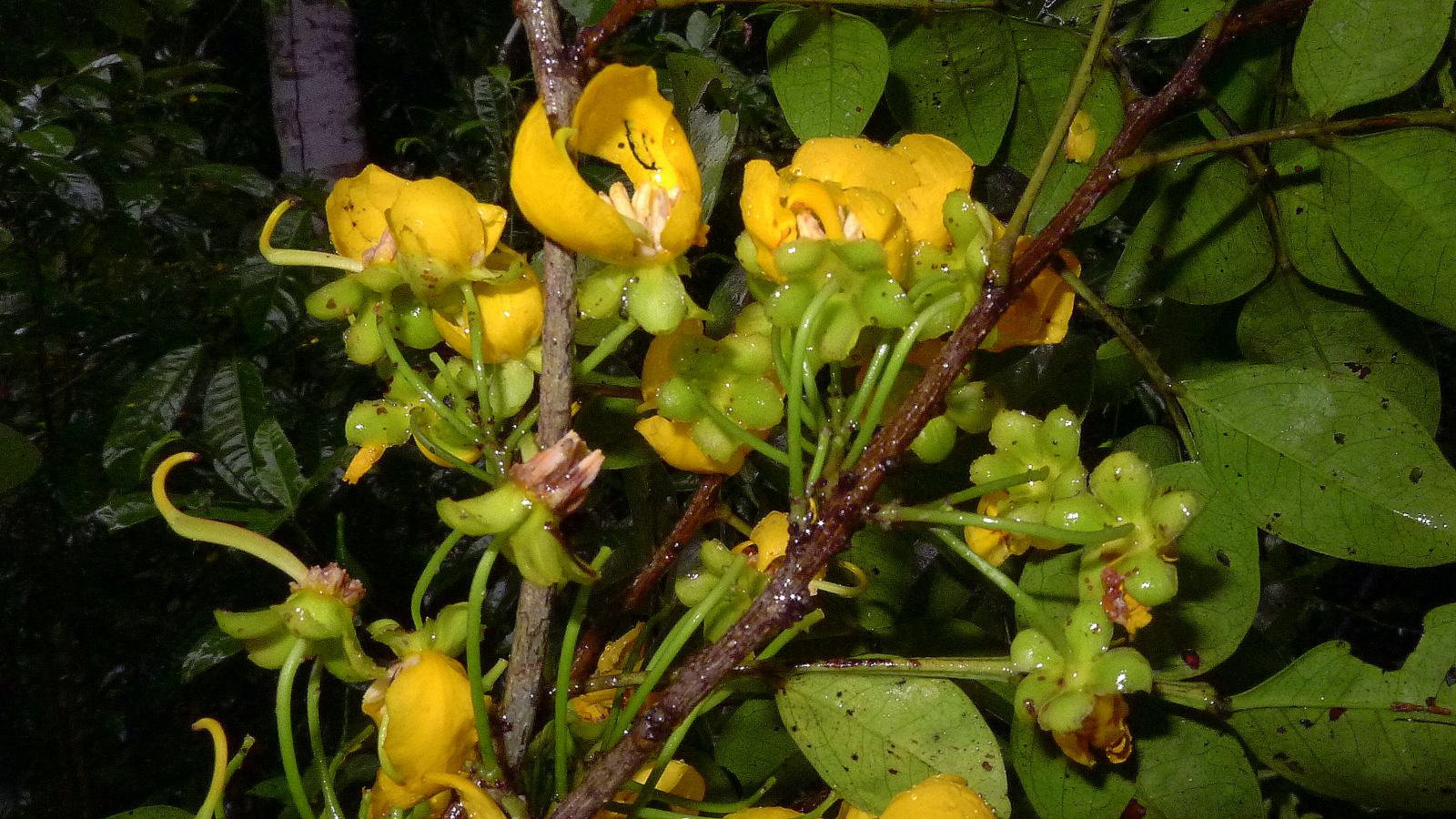 a plant with bright yellow flowers in the rain