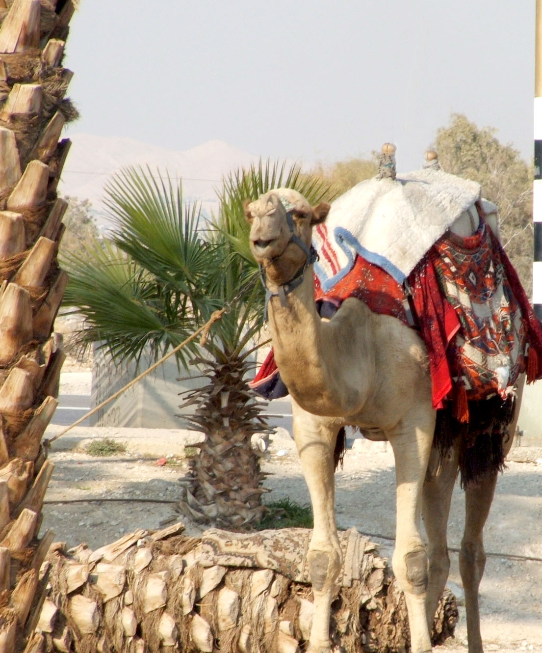 a single camel is wearing a blanket and standing