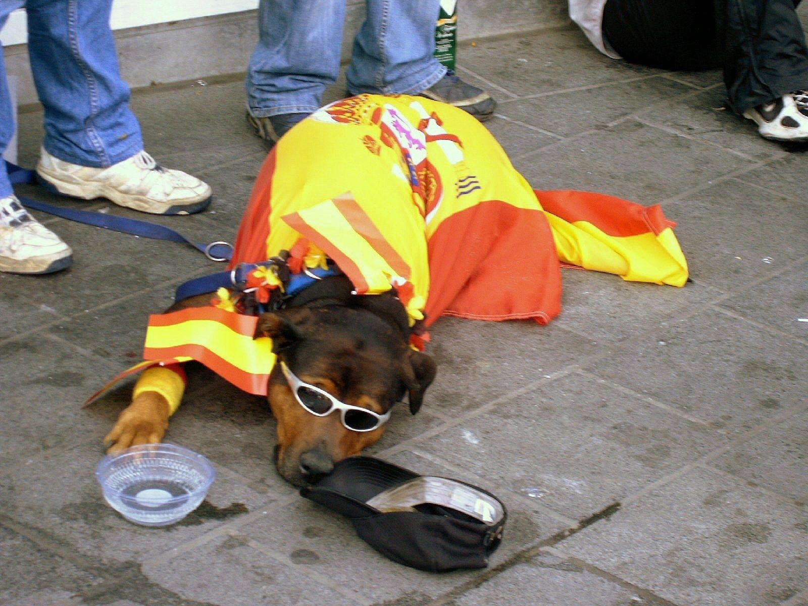 an animal with sunglasses and a jacket lays on the ground