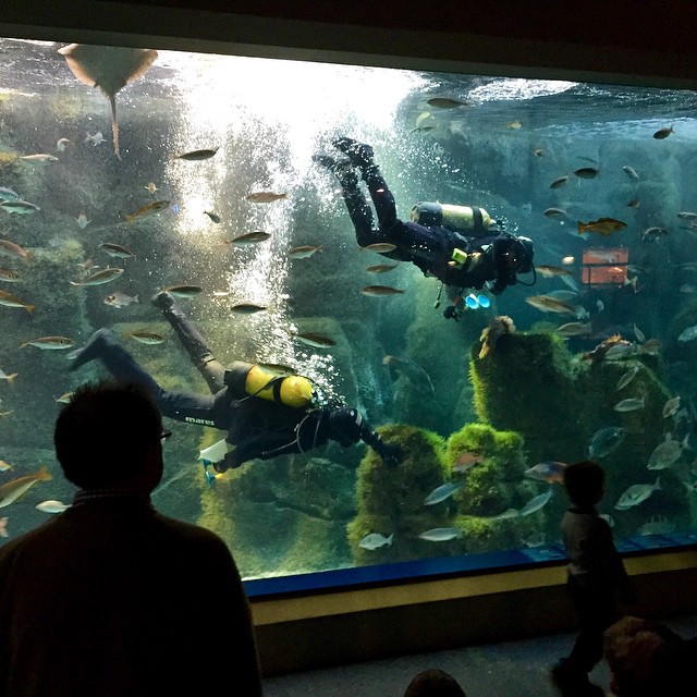 some people are looking at a large aquarium