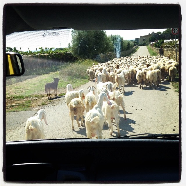 a herd of sheep are going down the road
