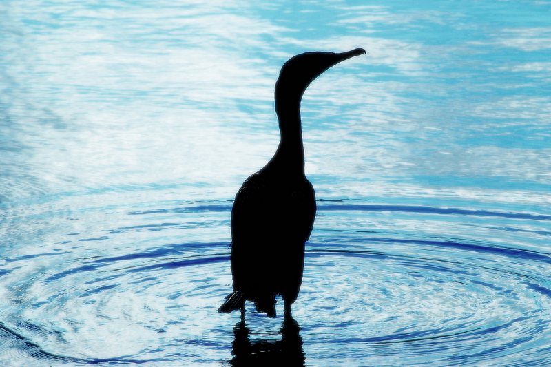a bird standing on a body of water