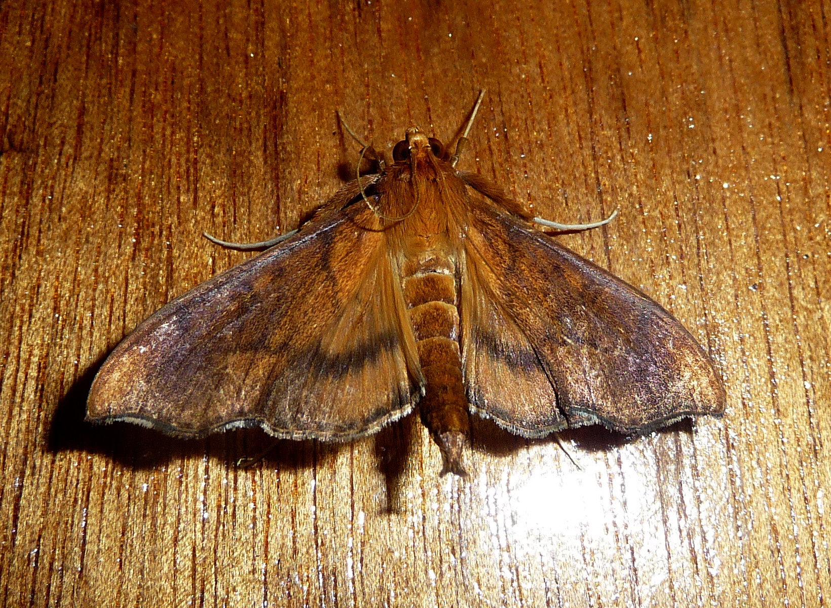 an adult moth sitting on a wooden table