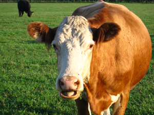 a cow with white face and brown body standing on a lush green pasture