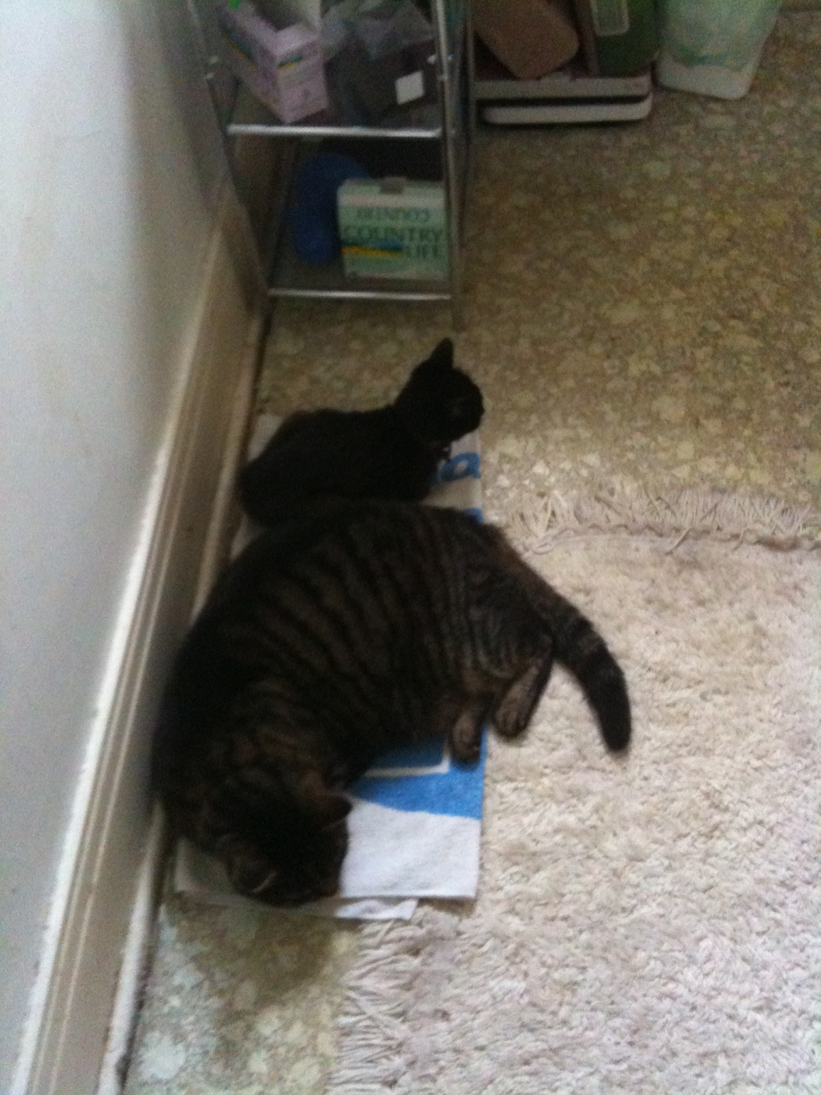 two cats laying on the floor next to each other