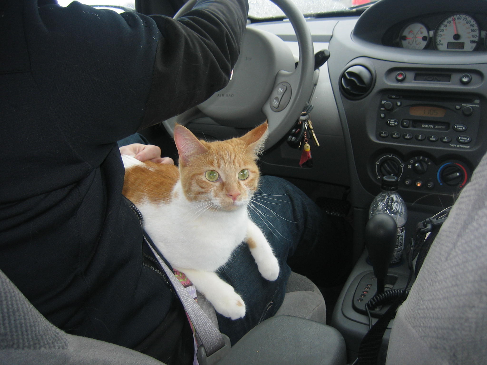 the cat is being held up in the driver's seat