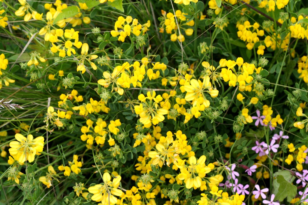 yellow and purple flowers are growing out of the grass