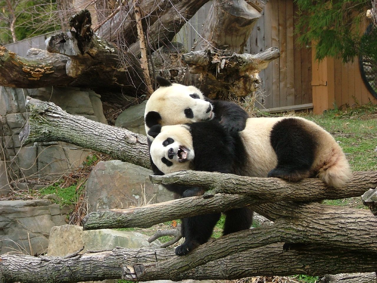 two panda bears sitting on a tree nch in the zoo