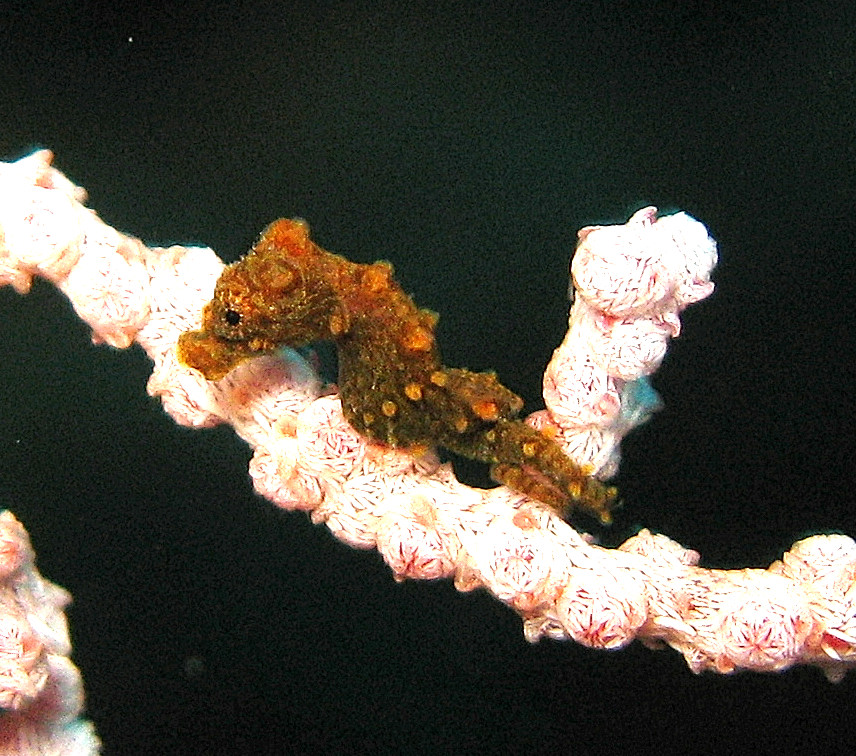 a sea horse is sitting in the water