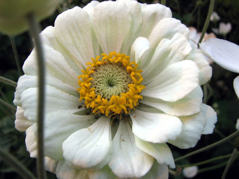 close up of white flowers with yellow center