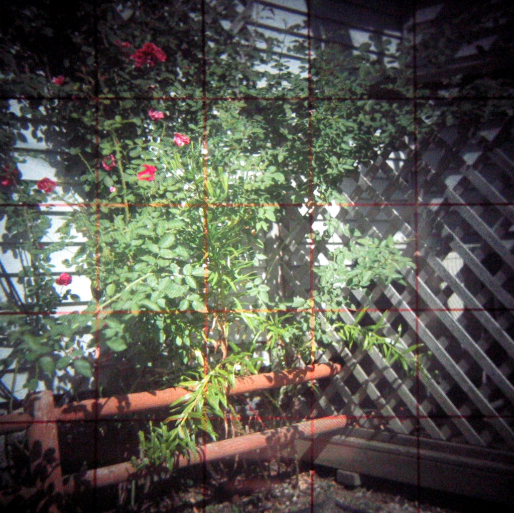 this is an image of a trellis growing inside