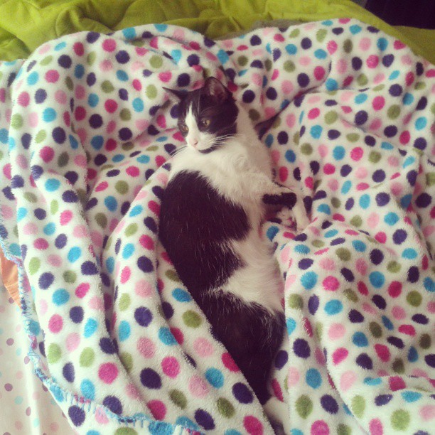a cat is laying in bed with polka dot blanket