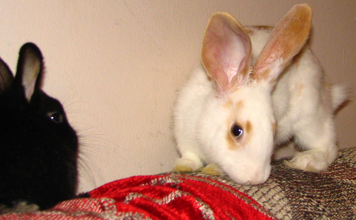 two small rabbits one white, one brown on a couch