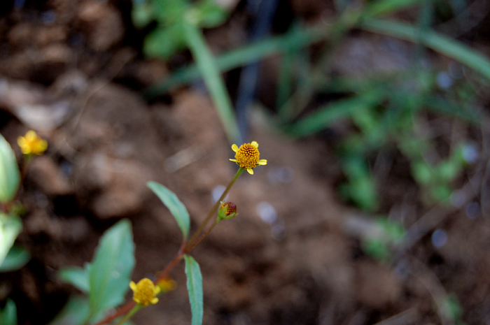 a small yellow flower that is next to some brown dirt
