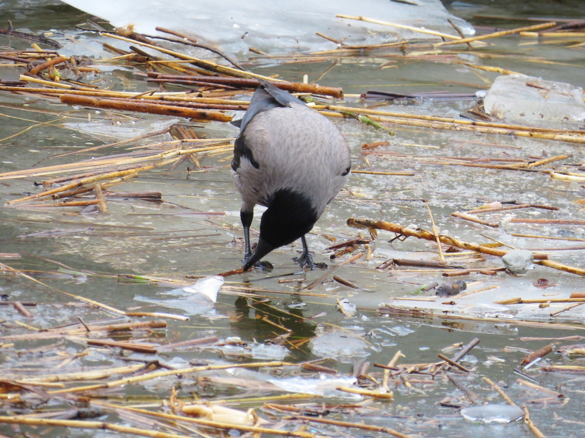 a bird is eating soing in the water