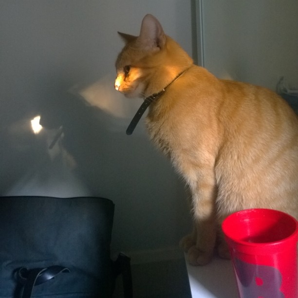 cat sits near cup and lights at light