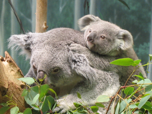 two koalas are shown sitting together in a tree