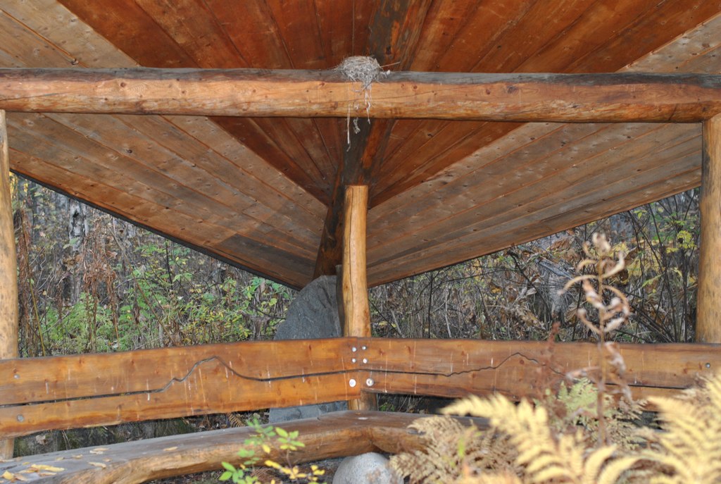 the view of a wooden covered area in a forest