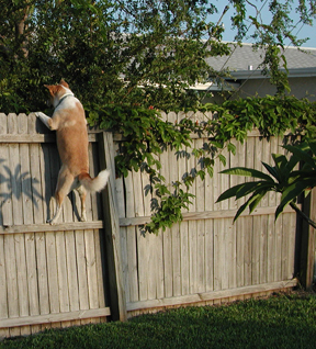 a dog jumping up onto a fence to catch soing