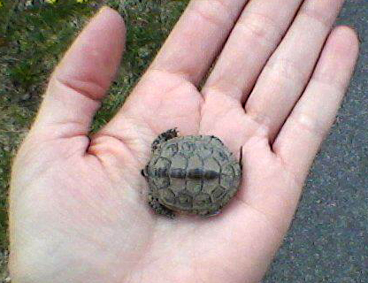 a person holding a small turtle in their hand