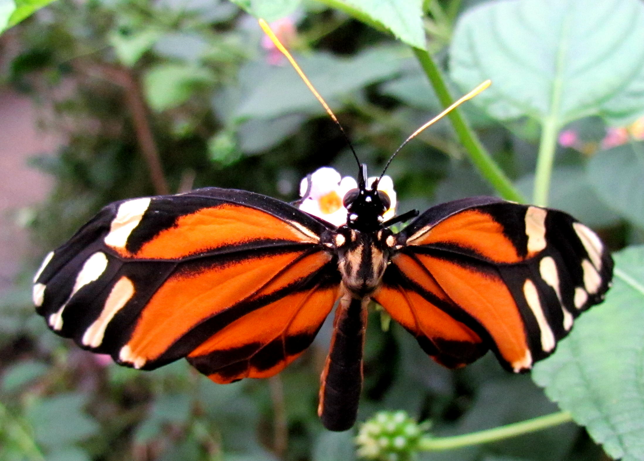 a large orange erfly that is on top of a green plant