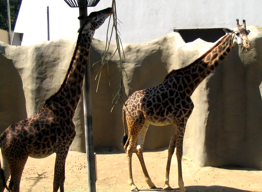 two giraffes eating leaves off the top of a tall pole