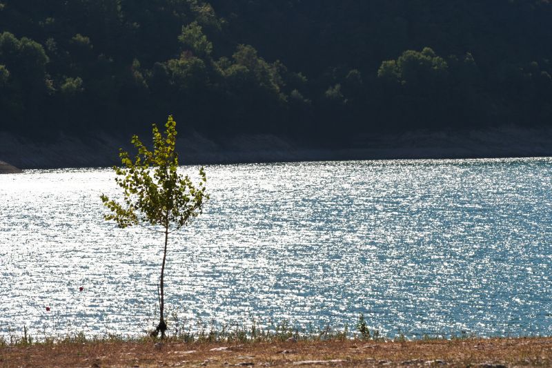 a tree in front of a body of water