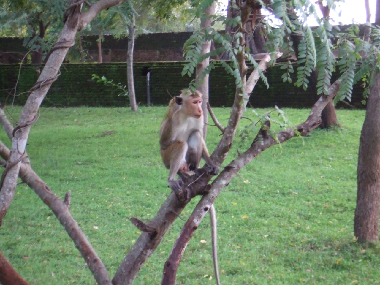 a monkey is perched on a tree limb