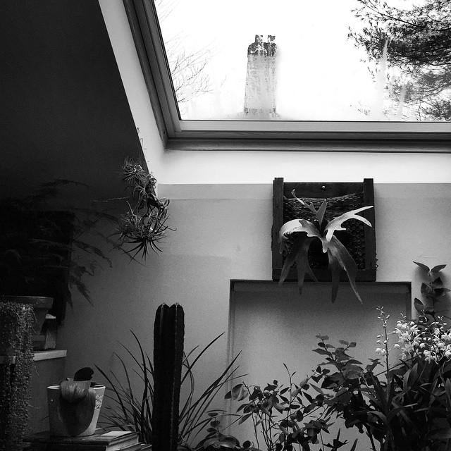 a window above some plants on top of a ledge