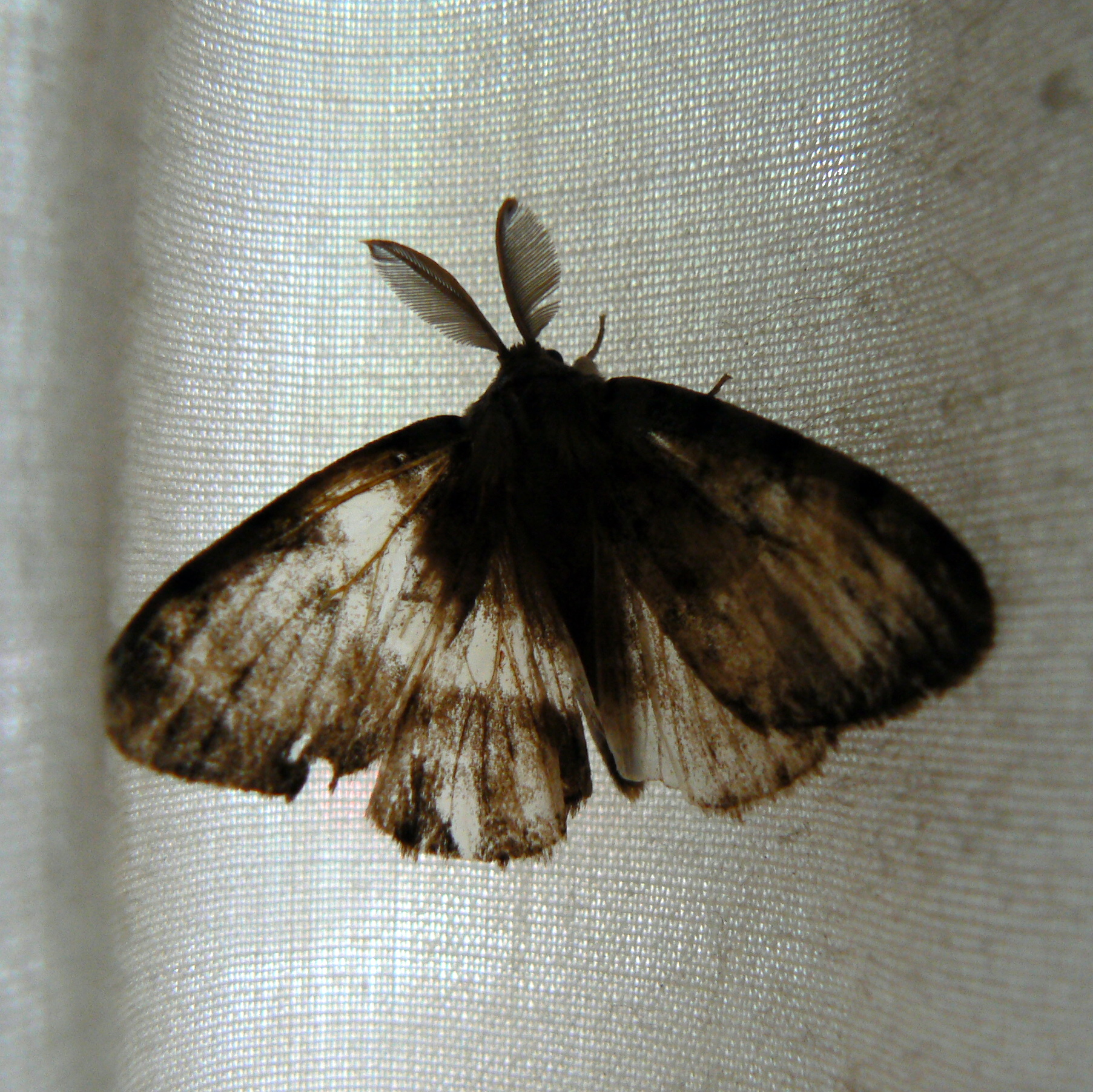 a big brown erfly sitting on the window curtain