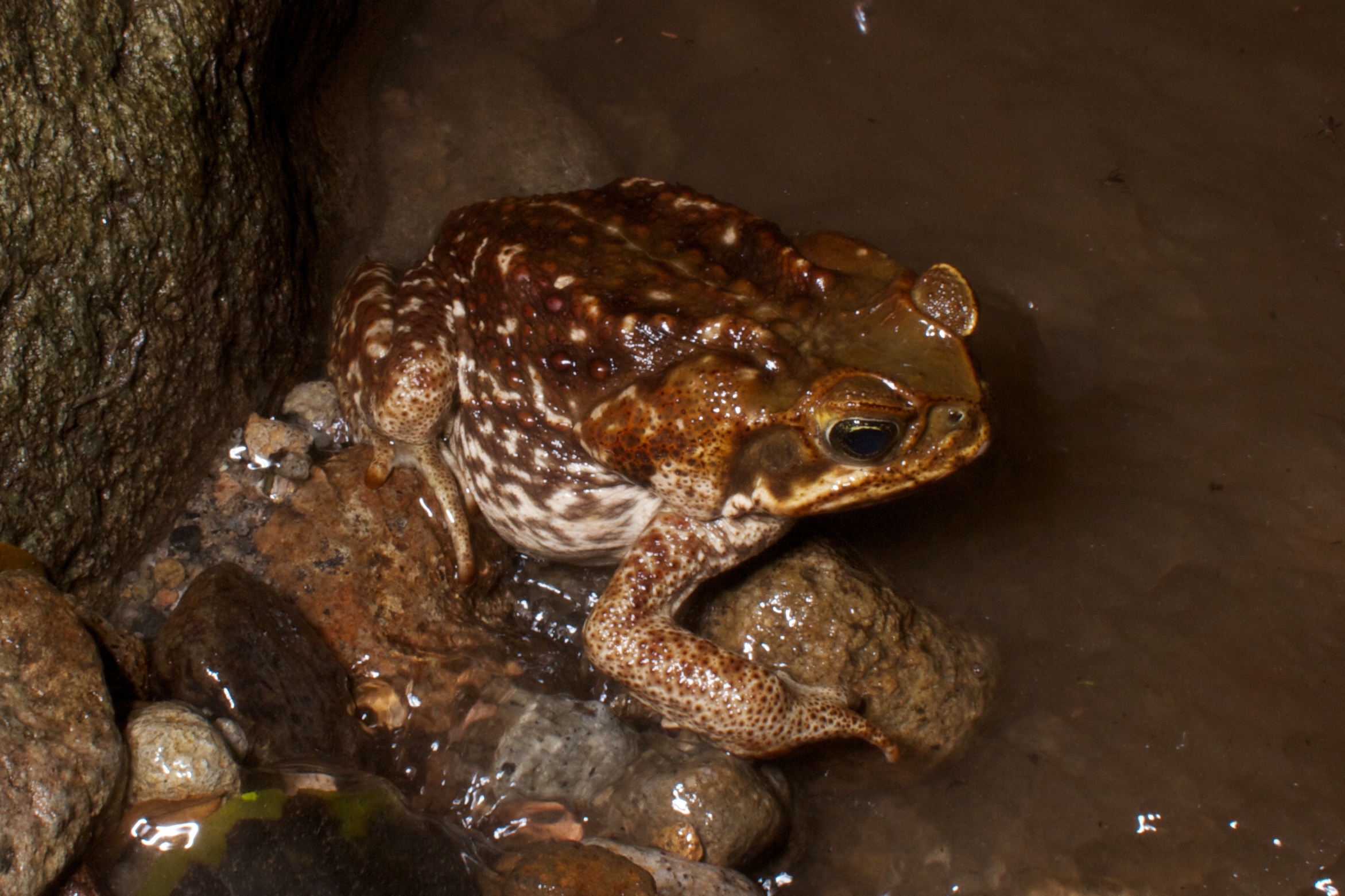 a frog sitting on some rocks with water coming out of it