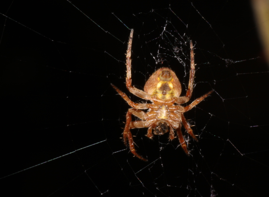 a close - up po of a spider in its web