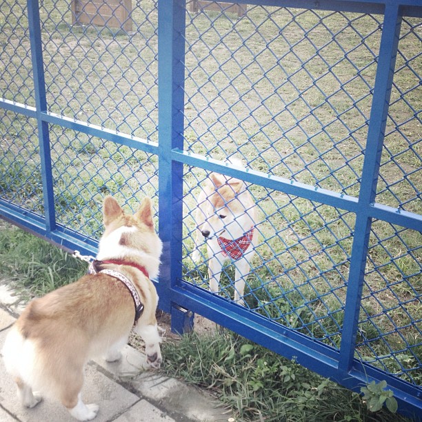 dog standing by fence looking at a dog