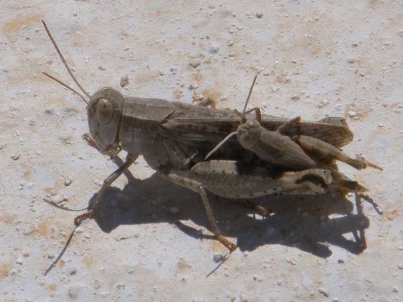 a close up po of an insect with its head sticking out