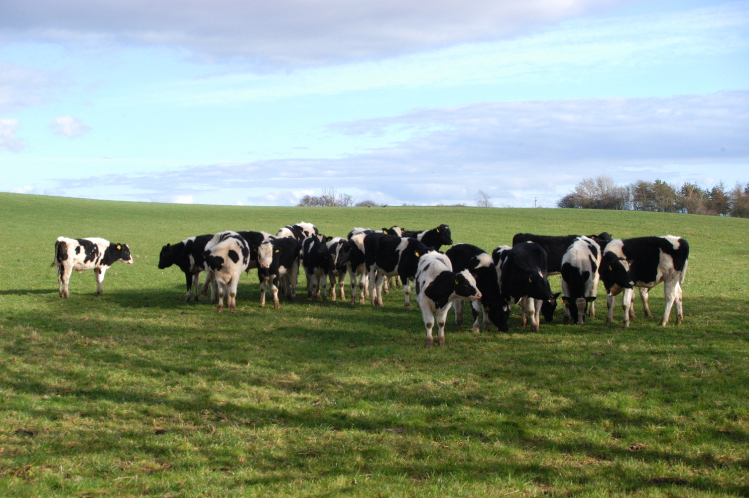 a herd of black and white cows standing in a grass field