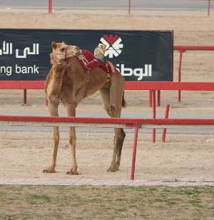 the camel is standing in front of the building