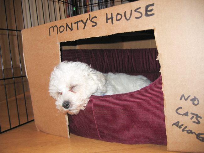 small white dog sleeping in cardboard box with name on label