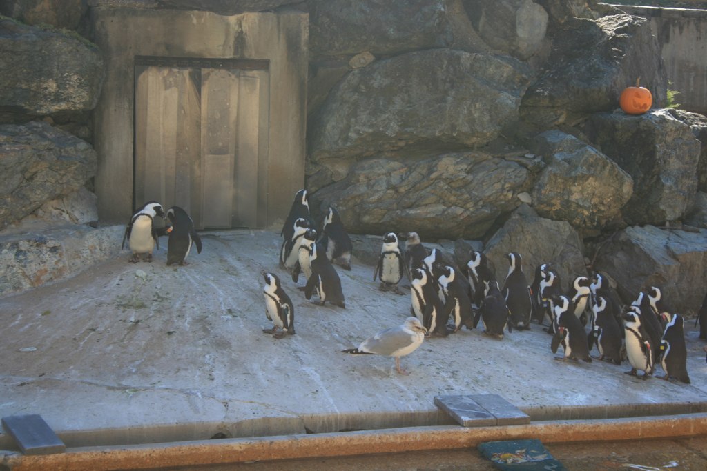 there are many penguins that are in this zoo