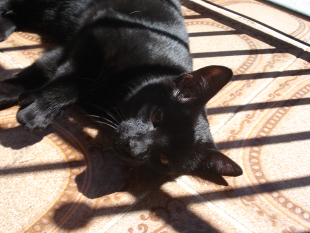 a black cat lying on the floor looking down