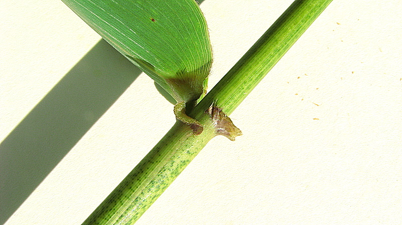 the top of a green plant's stems with little buds