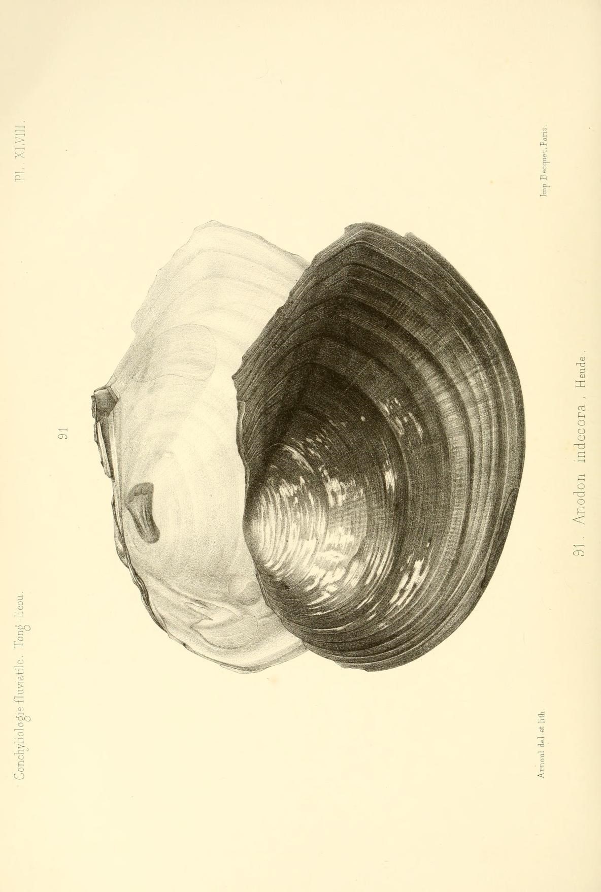 a black and white drawing of an uncooked clam