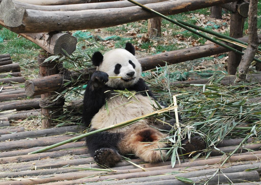 an adult panda rests on top of some bamboo