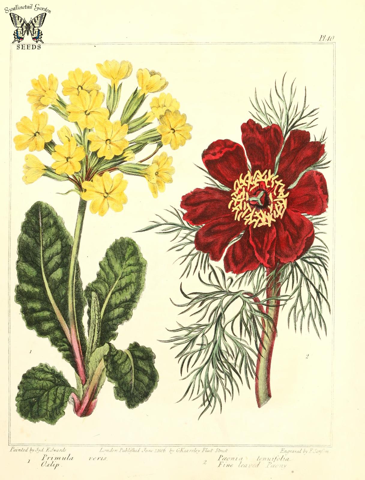 an illustration shows flowers in various stages of life