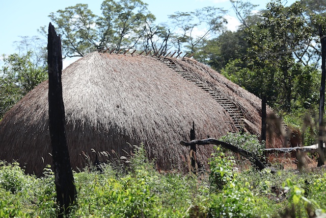 a thatch roofed hut in the middle of woods