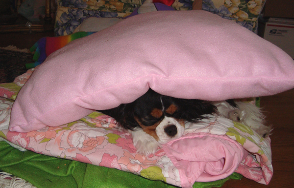 a small dog laying under a big pink blanket