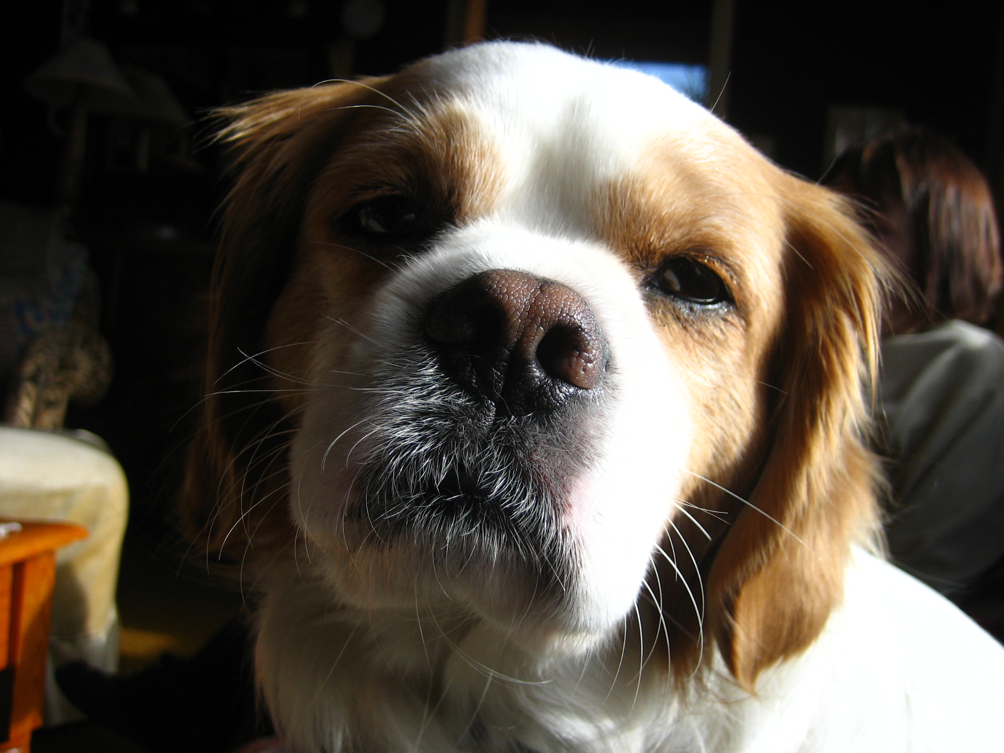 a dog staring into the camera in the dark