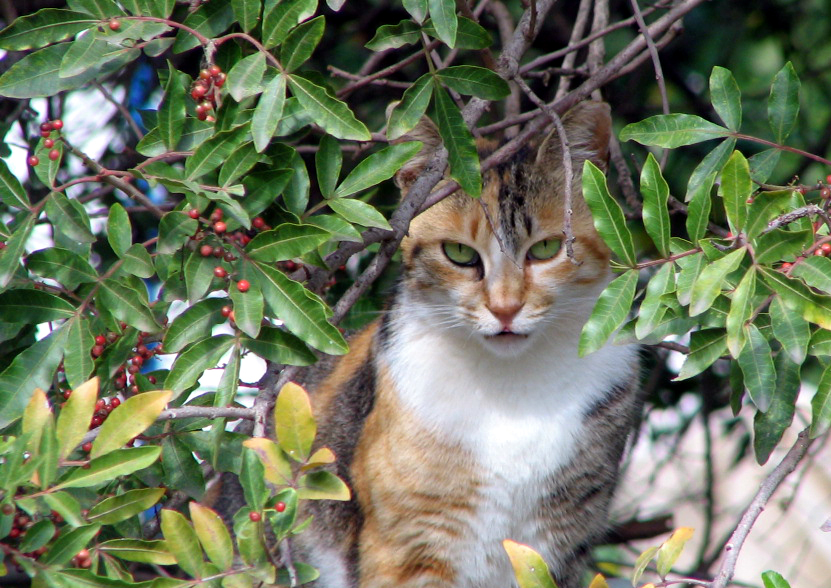 a cat is standing among the green leaves