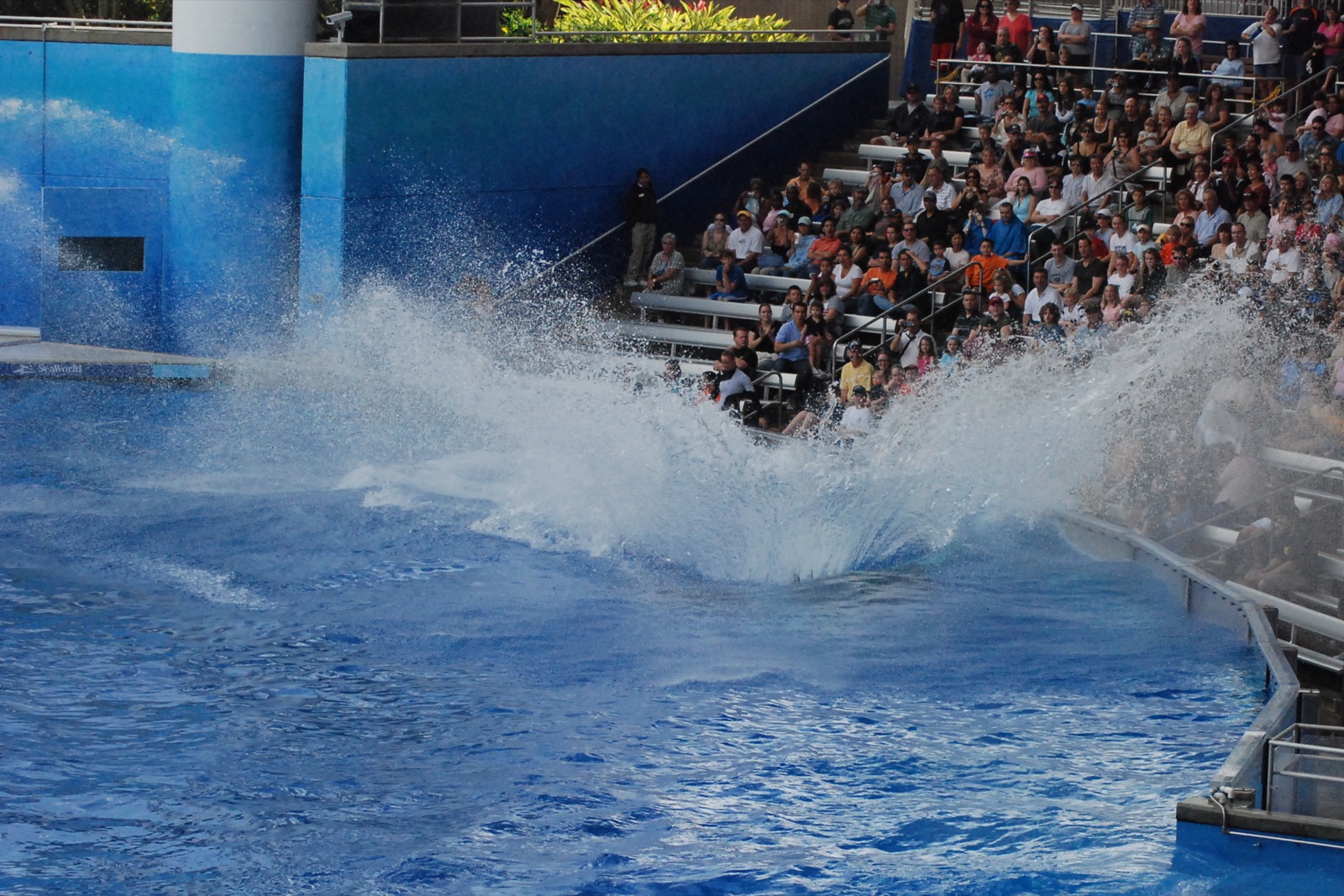 a dolphin splashing in the water during a show