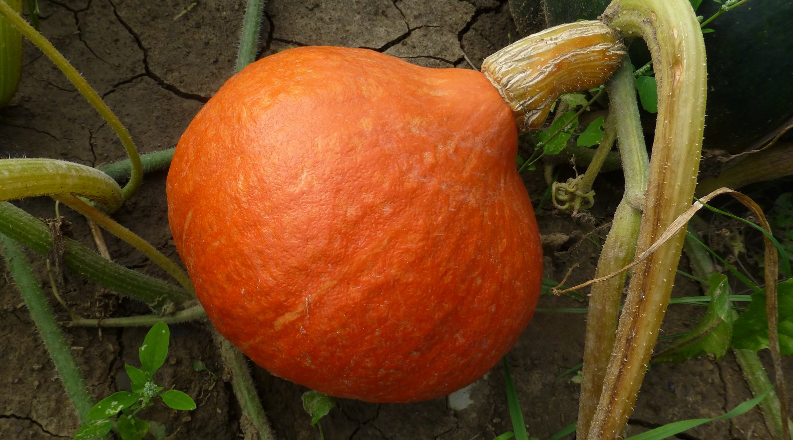 an orange squash in the midst of growing green vegetables