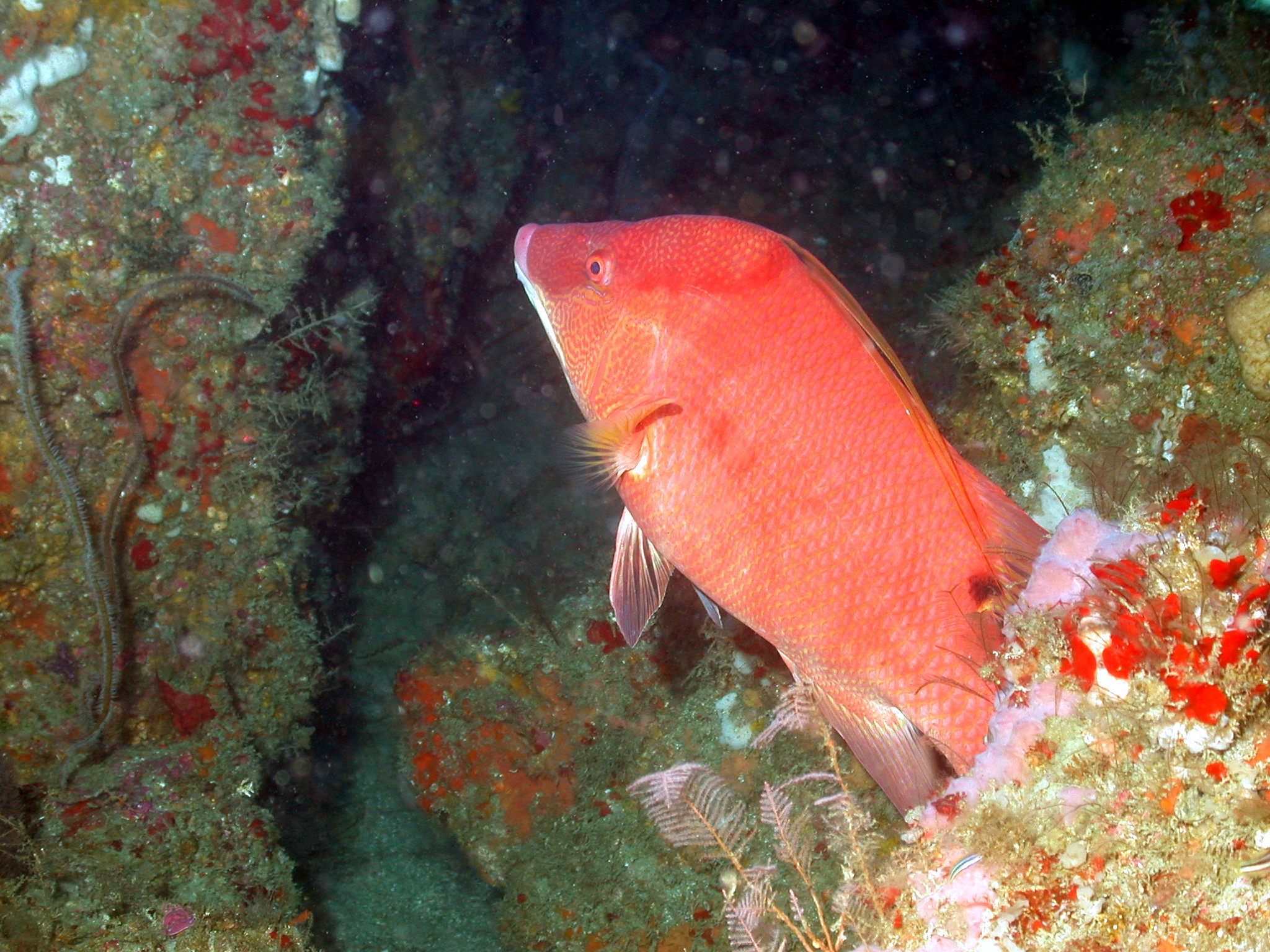 a red fish that is swimming around